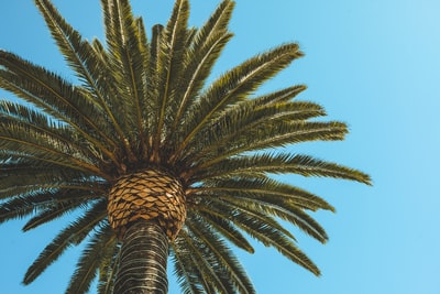 低角度摄影中的绿色棕榈树